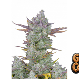 Gorilla Auto