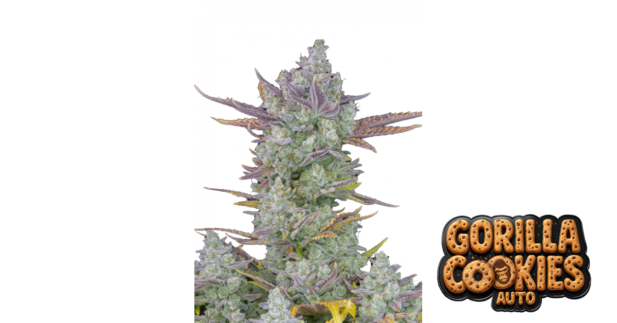 Gorilla Auto