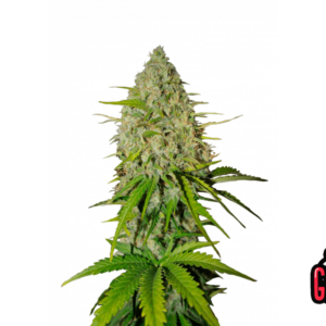 Grapefruit Auto