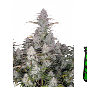 Green Crack Auto