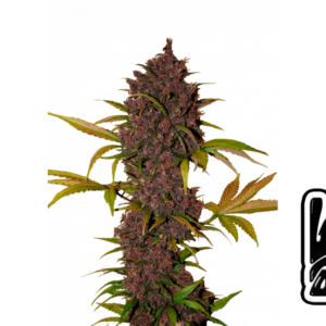 LSD- Auto