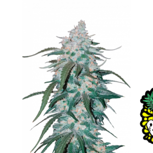 Pineapple Express Auto
