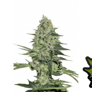 Rhino Ryder Auto