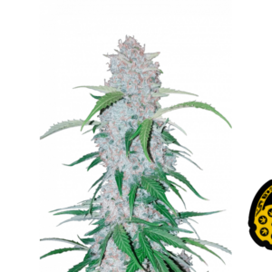 Six Shooter Auto