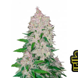 Stardawg Auto