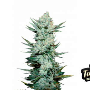 Tangie 'Matic Auto