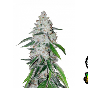 m_tsp_2x_west_coast_og_transparent_1690109749_og.png West Coast O.G. Auto