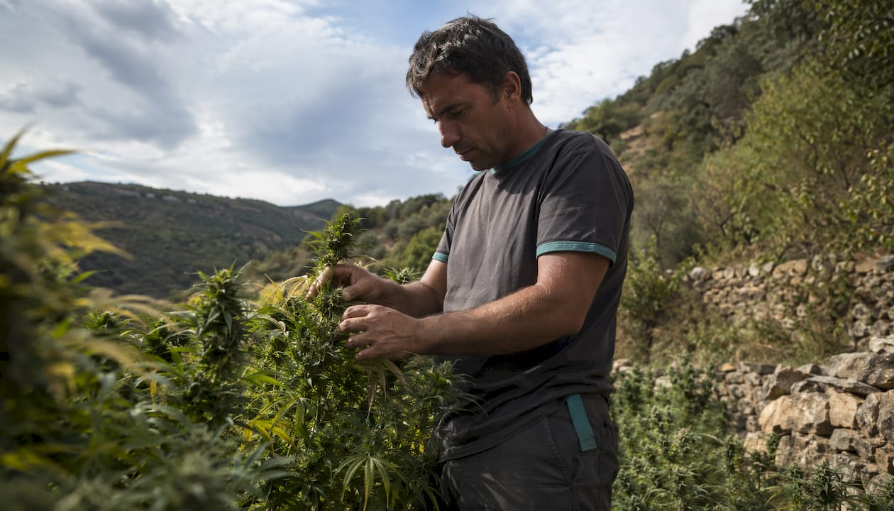 Cultivo cannabis mediterráneo: condiciones y técnicas