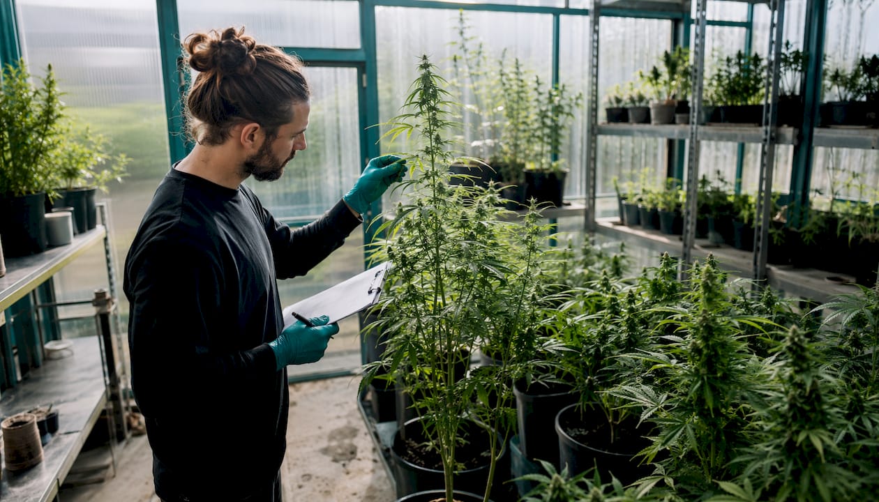 Índica, sativa e híbridas: diferencias que debes conocer