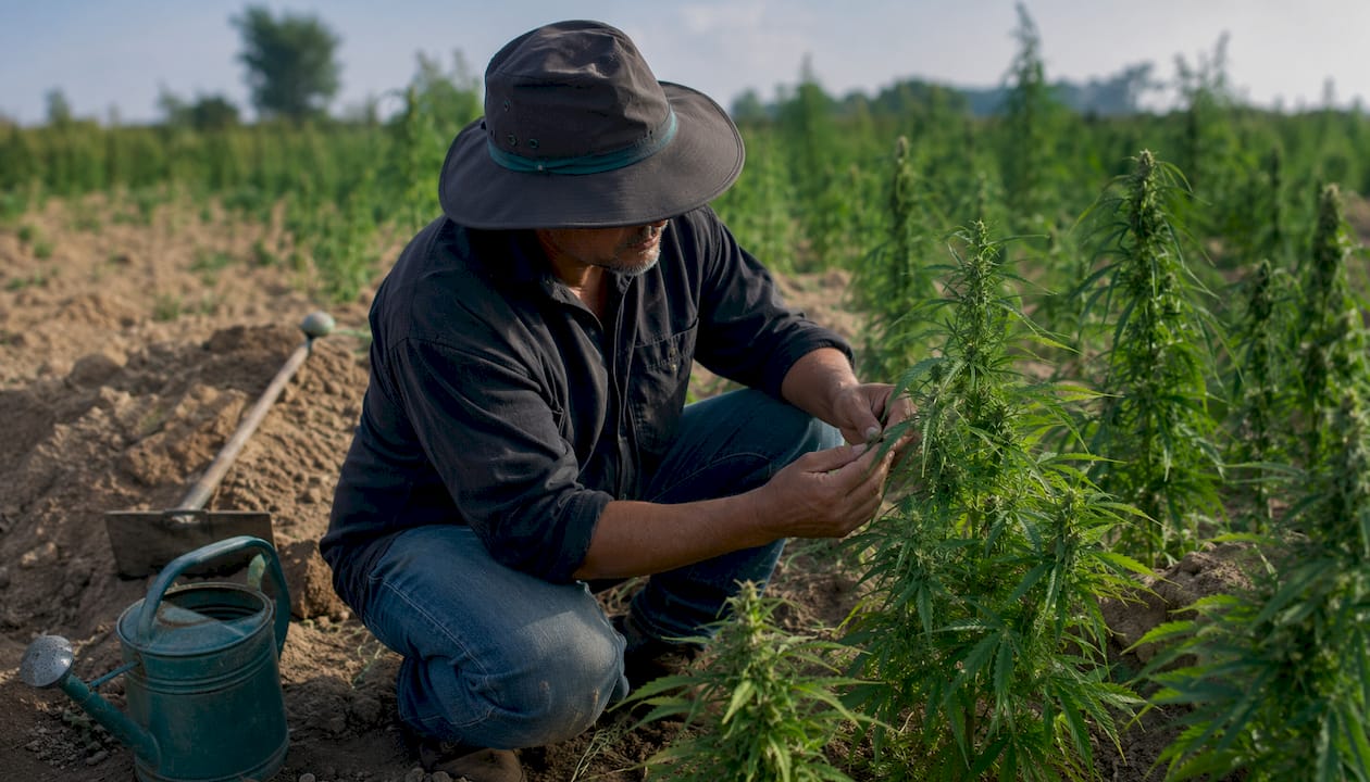 Variedades heritage y landrace de cannabis: guía completa