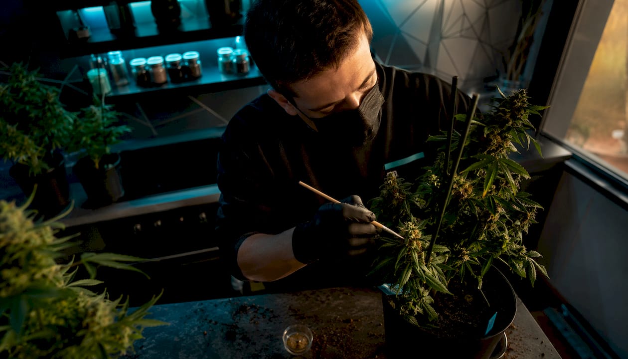 Polinización controlada de cannabis: guía para breeders