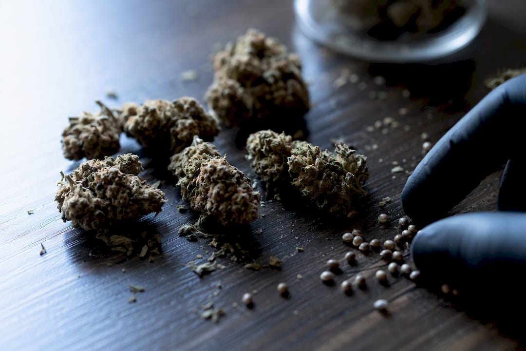 Para cultivadores y consumidores: variedades para dormir con mirceno