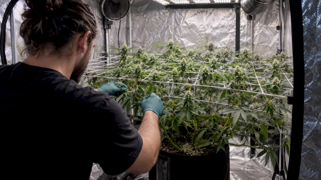 Cultivador dirigiendo las ramas bajo una malla SCROG