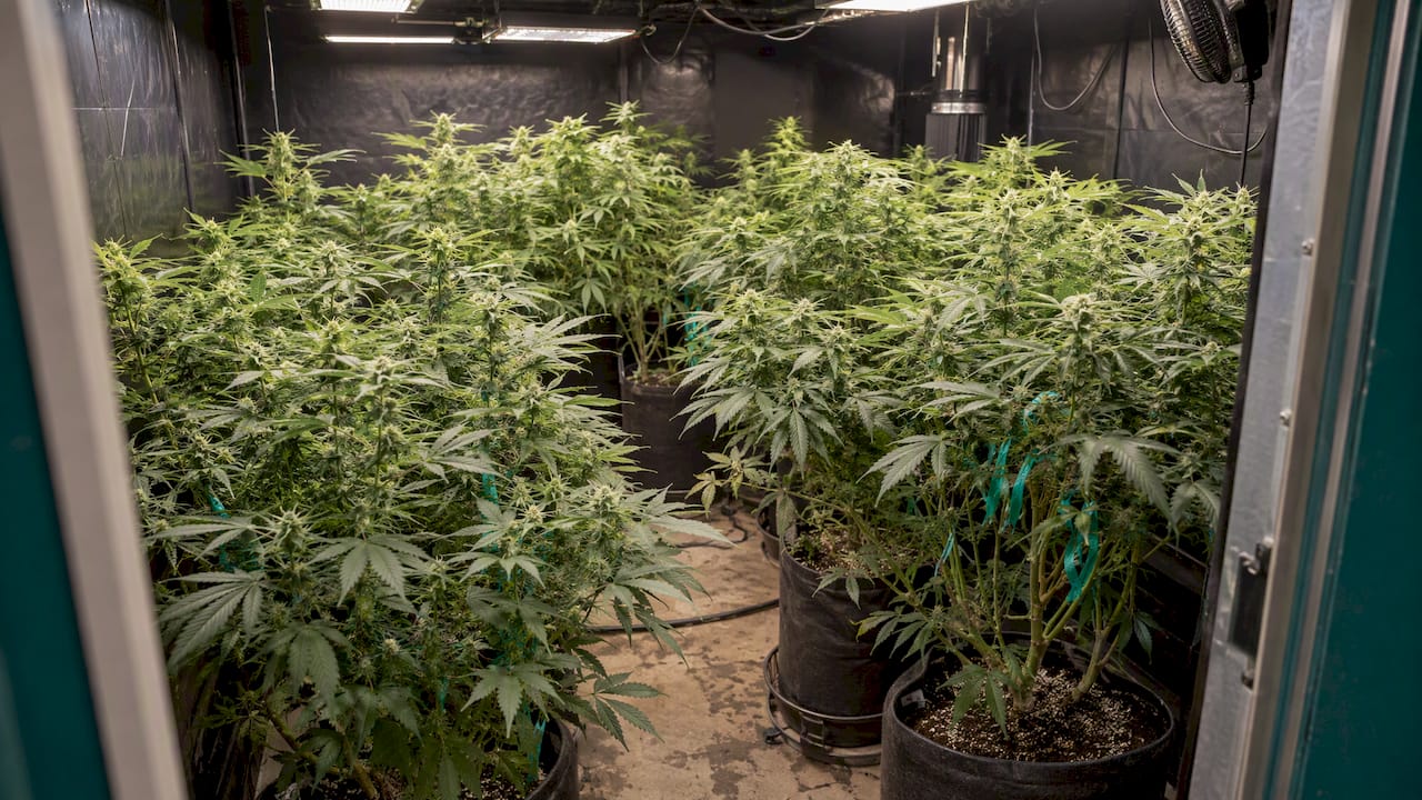 Variedades vigorosas de cannabis para cultivo en interior