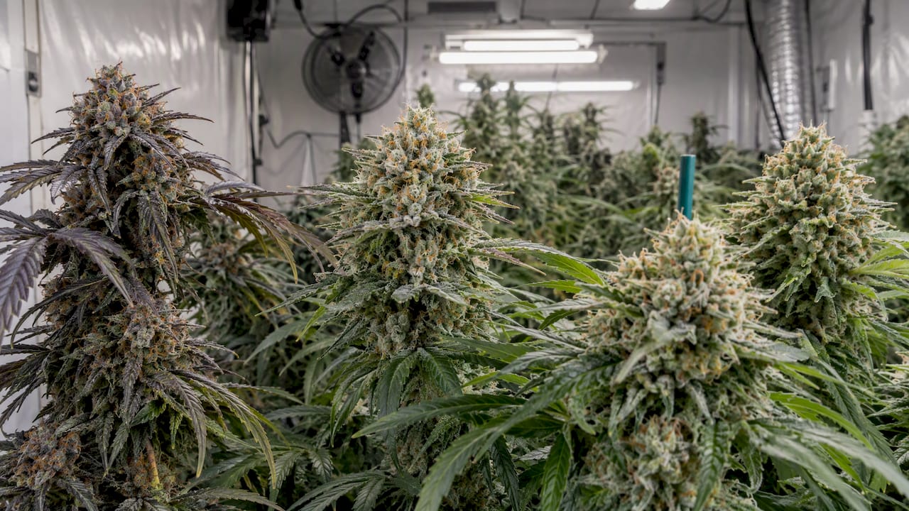 Variedades de cannabis para la creatividad: qué hay de cierto