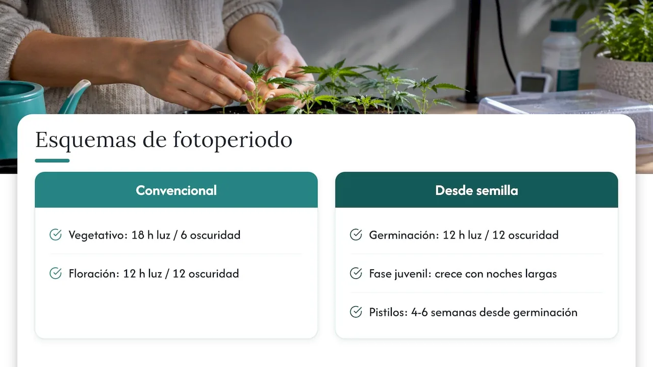 Comparación temporal de dos ciclos fotoperiódicos