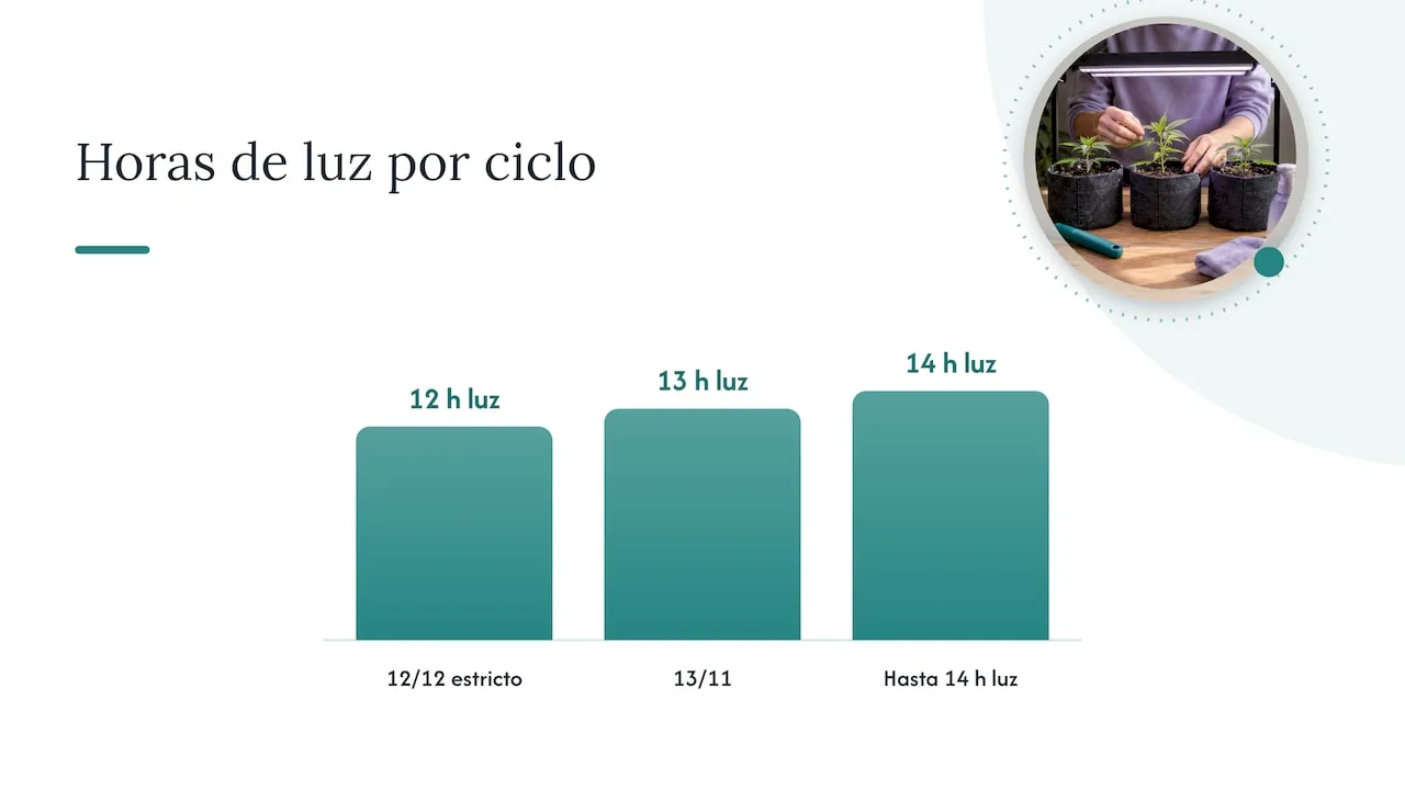 ¿Y si 12/12 no es el número exacto? Lo que dice la investigación — overview diagram