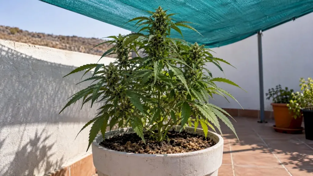 Planta de cannabis bajo una malla de sombra